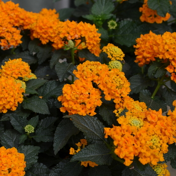 Lantana camara 'Pure Gold' 