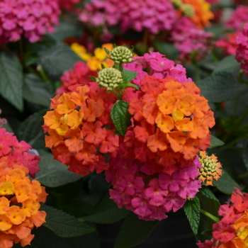 Lantana camara 'Sunrise Rose' 