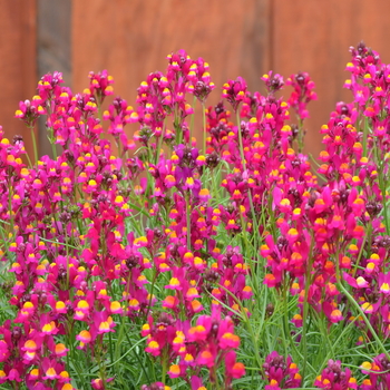 Linaria maroccana 'Enchantment'