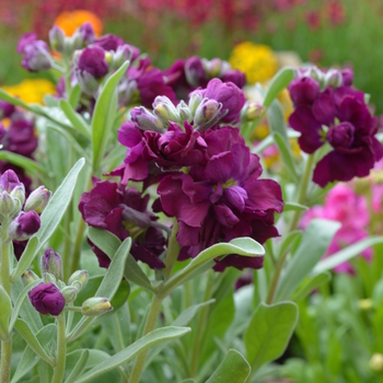 Matthiola incana 'Hot Cakes Burgundy' 