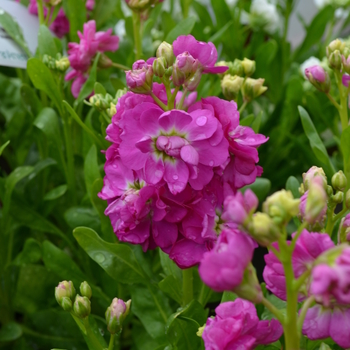 Matthiola incana 'Hot Cakes Hot Rose'