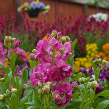 Matthiola incana 'Hot Cakes Pink'