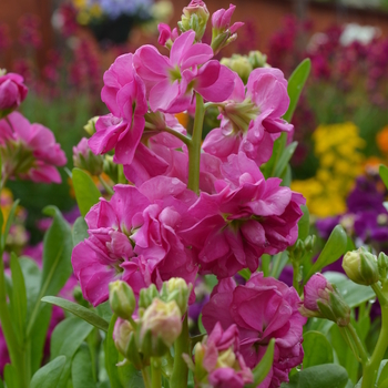 Matthiola incana 'Hot Cakes Pink' 