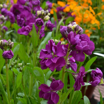 Matthiola incana 'Hot Cakes Purple' 