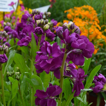 Matthiola incana 'Hot Cakes Purple'