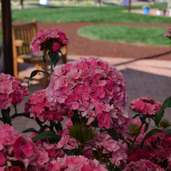 Matthiola incana 'Hot Cakes Rose' 