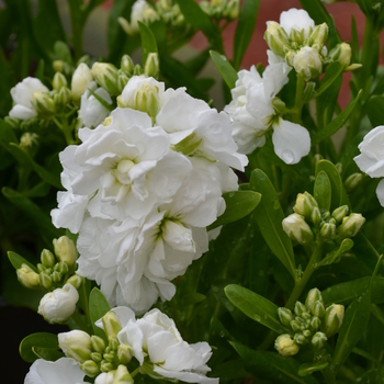 Matthiola incana 'Hot Cakes White'