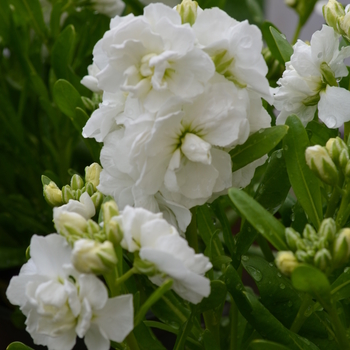 Matthiola incana 'Hot Cakes White' 