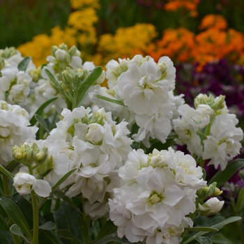 Matthiola incana 'Sugar & Spice White' 