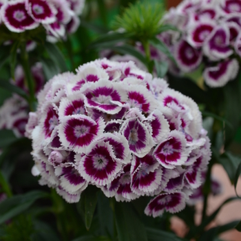 Dianthus barbatus Sweet™ 'Purple White Bi-Color'