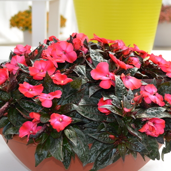 Impatiens hawkeri 'Dark Pink' 