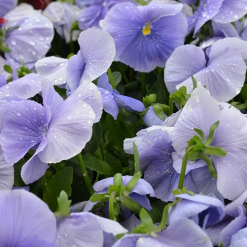 Viola x wittrockiana 'Blue' 