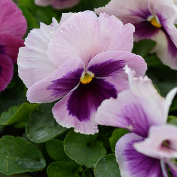 Viola x wittrockiana 'Pink Shades' 