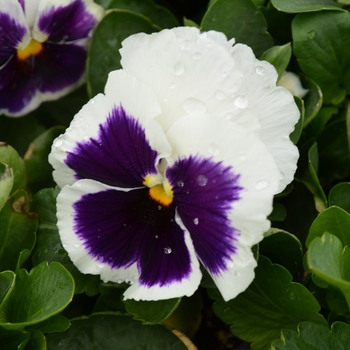 Viola x wittrockiana 'White Blotch' 