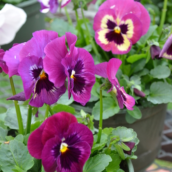 Viola x wittrockiana 'Violet Picotee' 