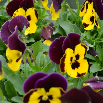 Viola x wittrockiana 'Yellow and Purple' 