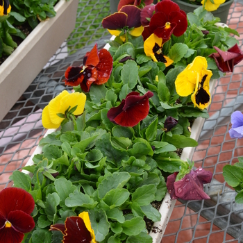 Viola x wittrockiana 'Autumn Blaze' 