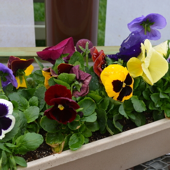 Viola x wittrockiana 'Blotch Mix' 