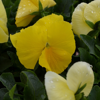 Viola x wittrockiana 'Lemon' 