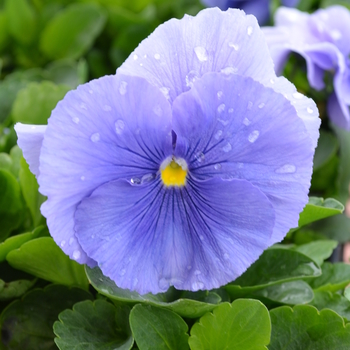 Viola x wittrockiana 'Light Blue' 