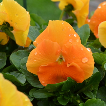 Viola x wittrockiana 'Orange' 