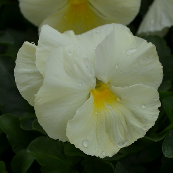 Viola x wittrockiana 'Primrose' 