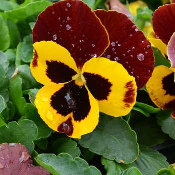 Viola x wittrockiana 'Red Wing' 