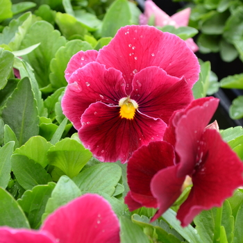 Viola x wittrockiana 'Rose' 