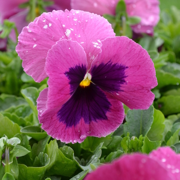 Viola x wittrockiana 'Rose Blotch' 