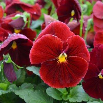 Viola x wittrockiana 'Scarlet' 