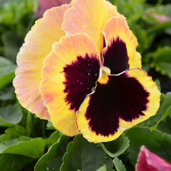 Viola x wittrockiana 'Sunrise' 