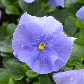 Viola x wittrockiana 'True Blue' 