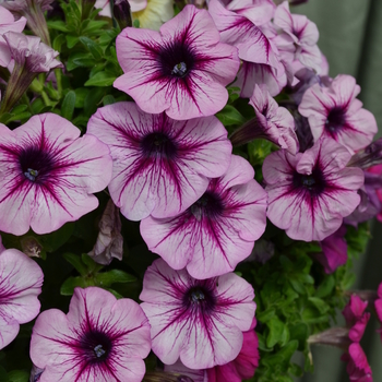 Petunia 'MixMasters Twinkle Toes' 