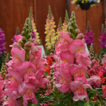 Antirrhinum majus 'Pink' 