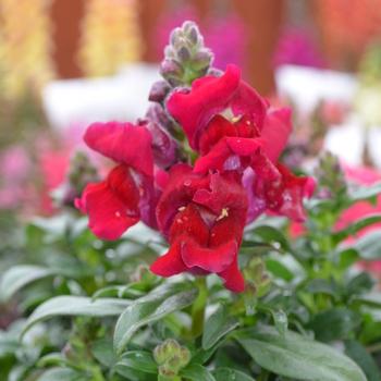 Antirrhinum majus Snapshot™ '' (050884)