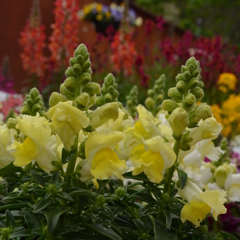 Antirrhinum majus 'Yellow' 