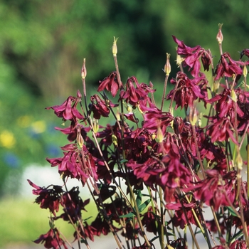 Aquilegia canadensis 