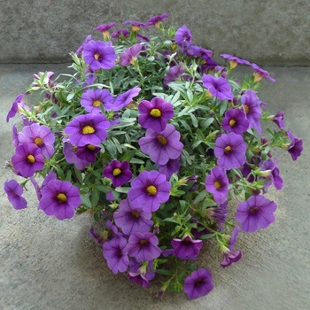 Calibrachoa Calipetite™ 'Blue'