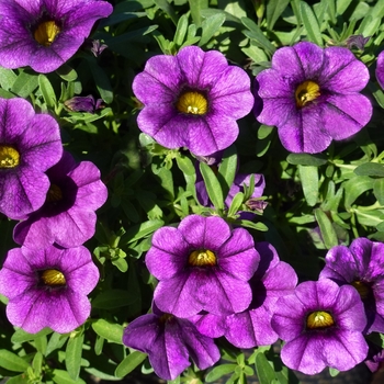 Calibrachoa 'Blue' 