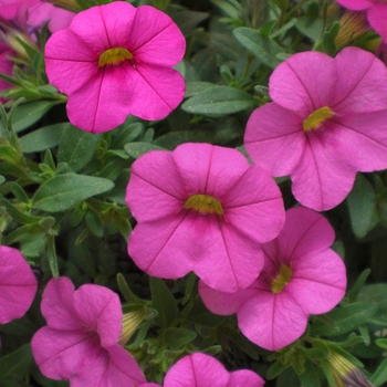 Calibrachoa 'Pink' 