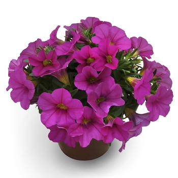 Calibrachoa 'Pink' 