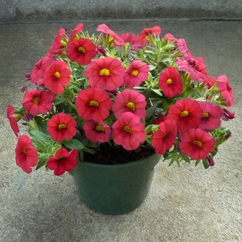 Calibrachoa 'Red' 