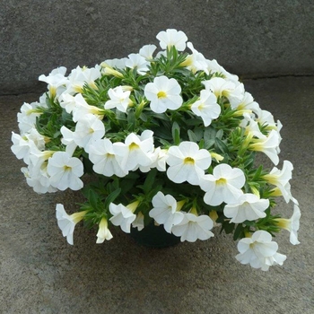 Calibrachoa 'White' 