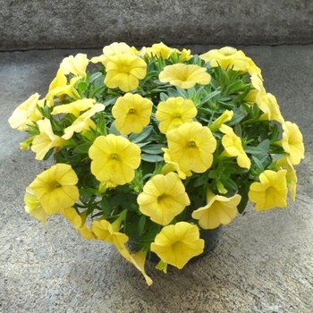 Calibrachoa 'Yellow' 