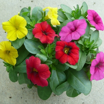 Calibrachoa 'Series' 