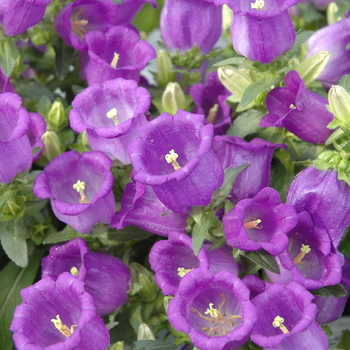 Campanula medium nanum 'Appeal' 