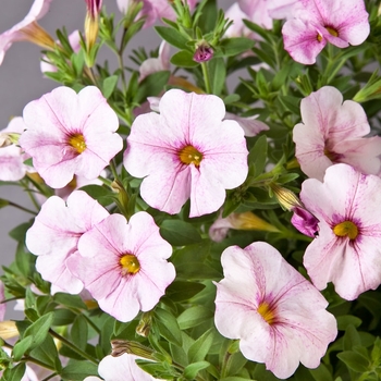 Petchoa SuperCal® 'Blushing Pink'