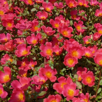 Portulaca oleracea 'Sun Dance™ Cherry Red' PPAF