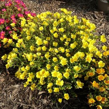 Portulaca oleracea 'Sun Dance™ Lemon' 