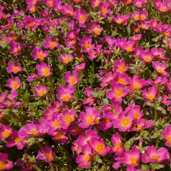 Portulaca 'Sun Dance™ Pink' 